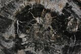 Rare, Polished Petrified Wood (Ginkgo) Slab - Arizona #115171-1